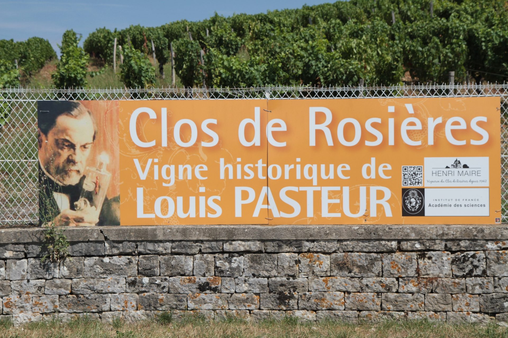 Louis%20Pasteur%20historic%20vineyard%2C%20Montigny-les-Arsures%20-%2003.JPG